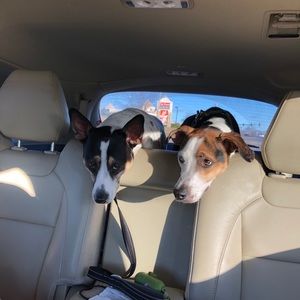 Meet your Posher, Anne